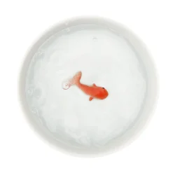 Clearance Accessoire animaux BOL POISSON coloris blanc - 4MURS Accessoires Pour Animaux|Activités En Plein Air