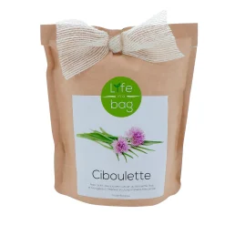 Sale Plante CIBOULETTE coloris papier kraft - 4MURS Déco Végétale
