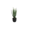 Discount Plante ALOE VERA coloris vert - 4MURS Déco Végétale