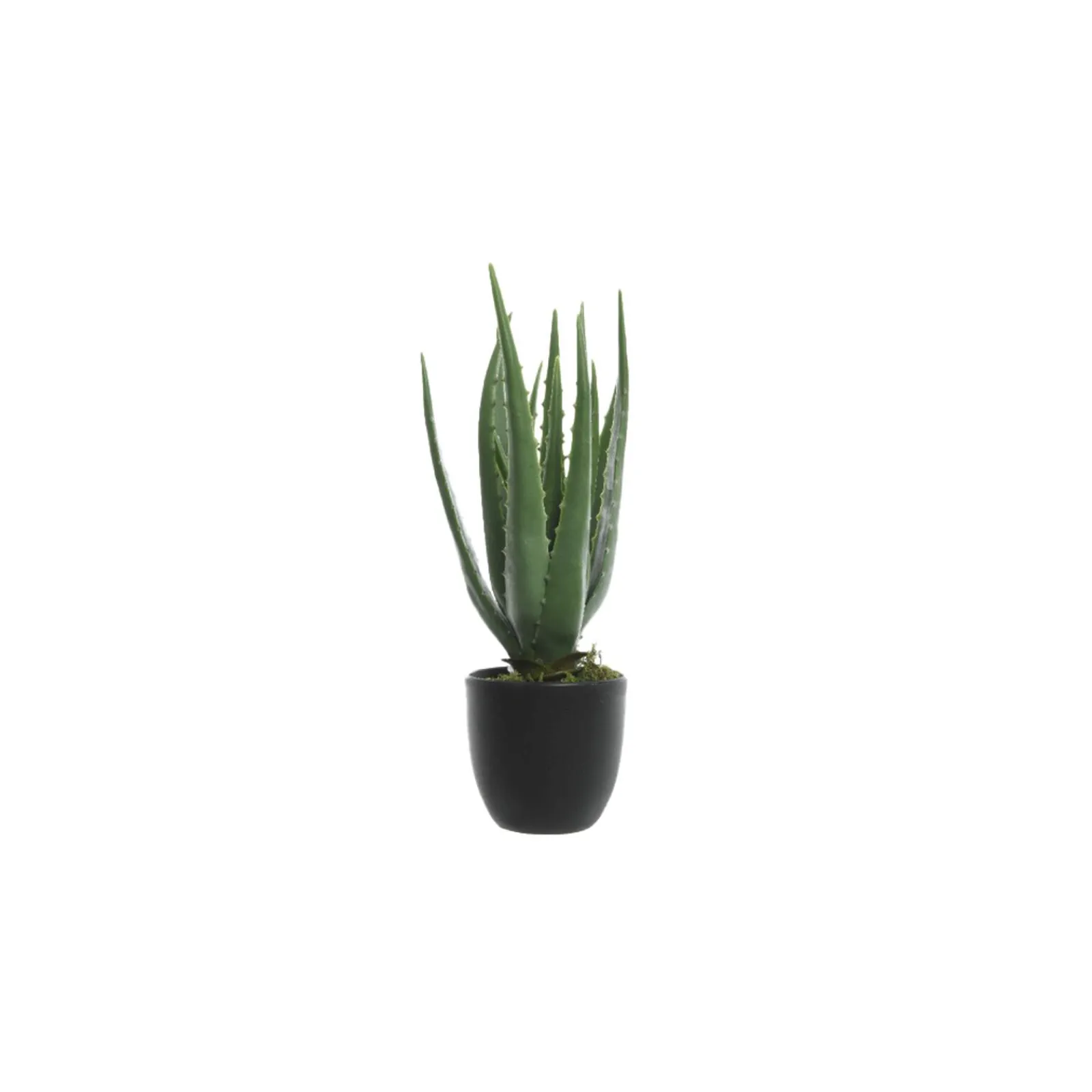 Discount Plante ALOE VERA coloris vert - 4MURS Déco Végétale