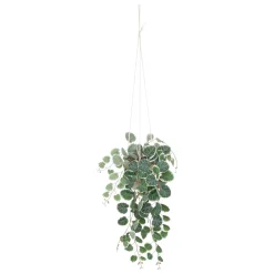 Best Plante artificielle CEROPEGIA coloris vert - 4MURS Déco Végétale