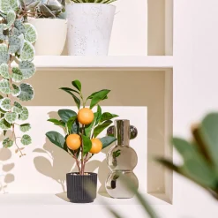 Outlet Plante artificielle ORANGER coloris Vert, noir, orange - 4MURS Déco Végétale