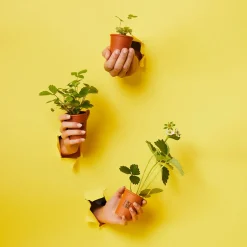 Online Kit RAMENE TA FRAISE coloris brun - 4MURS Activités En Plein Air|Jeux Et Diy